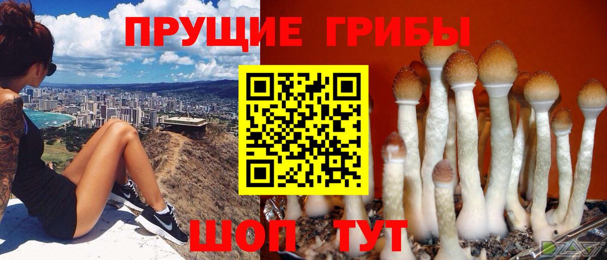 Псилоцибиновые грибы Cubensis  Вход с VPN  Бугульма 